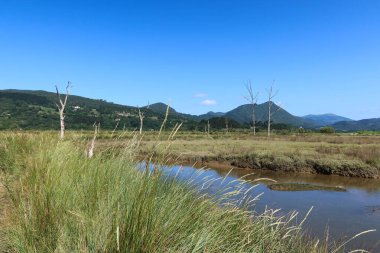 The Mundakako Itsasadarra Delta in Spain's Basque Country features serene wetlands with lush vegetation and reflective waters, showcasing the tranquil beauty and rich biodiversity of the area. clipart