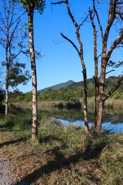 Mundakako Itsasadarra Nehri manzaralı yoldan ağaçların arasından gözüme ilişti. Bereketli yaprak, İspanya 'nın Bask Bölgesi' ndeki nehrin sakin bir manzarasını sunarak durgun suyu çerçeveler..