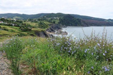 Blooming Chicory overlooking Coast of Bermeo, Basque Country, Spain. Flowers vibrantly bloom in the foreground, green meadows and forested hills and majestic cliffs are surrounded by the blue ocean. clipart