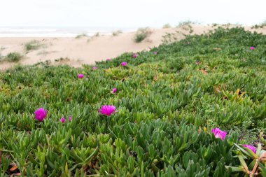 Parlak Pembe Buz Bitkisi Sahilde yemyeşil sulak zemin örtüsü ve Arkaplanda Okyanus ile yeşeren Kum tepecikleri