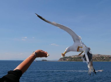 Martı elle besleniyor..