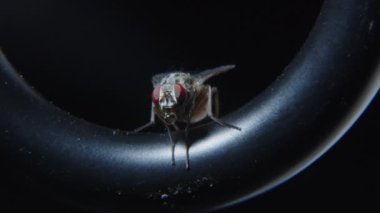 Karanlık bir arka plan karşısında oturan ve tükürük kabarcıkları çıkaran bir sineğin yakın çekimi. 4k biçiminde yüksek kaliteli görüntüler.