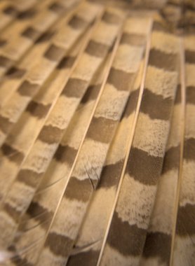 Kuş kanadını ve tüylerini kapatın.