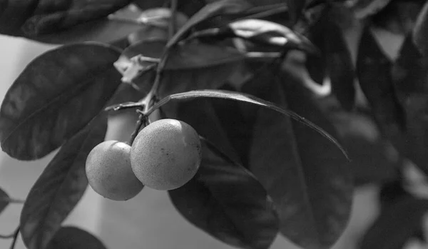 black and white fruit background