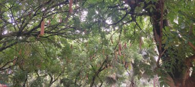 Kigelia africana meyvesi güzellik tedavisinde faydalıdır.