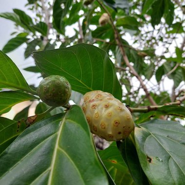 Noni meyvesinin birçok sağlık faydaları vardır.