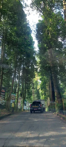 Vista Árvores Densas Floresta Tropical — Fotografia de Stock