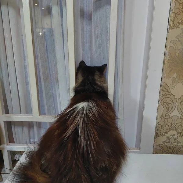 Kedi Pencereden Başka Bir Kediye Bakıyor — Stok fotoğraf