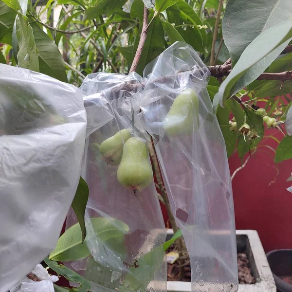 Plastiğe sarılı su guava meyvesi parazitten korur.