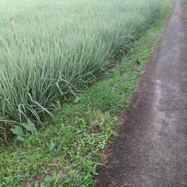 Tarlada hala yeşil olan pirinç, hasat için hazır değil.