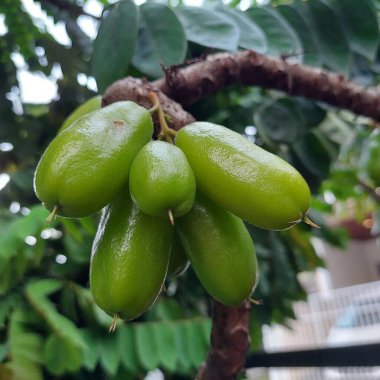 Averrhoa bilimbi L, sağlık ve güzellik için yararlı bir yıldız meyvesi türüdür.