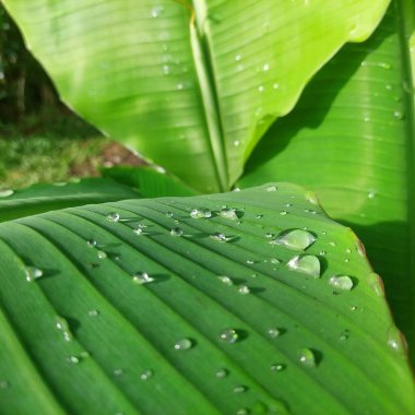 Yağmura maruz kalmış muz yaprakları