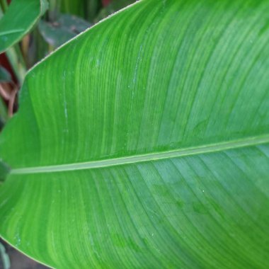 Yağmura maruz kalmış muz yaprakları