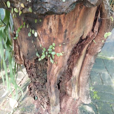 Ağaç gövdeleri termitler, haşereler ve hastalıklardan dolayı gözeneklidir.