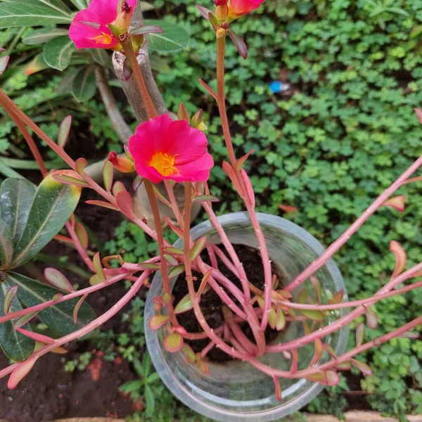 Rosa Blütenpflanze Garten — Stockfoto