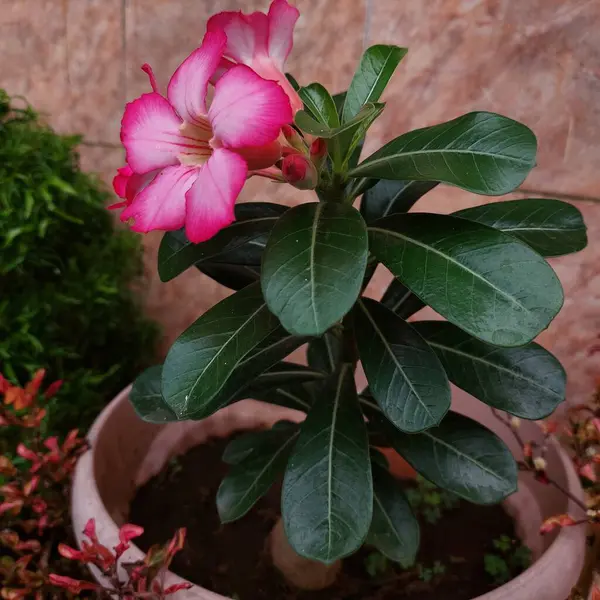 pembe çiçek bitki bahçe