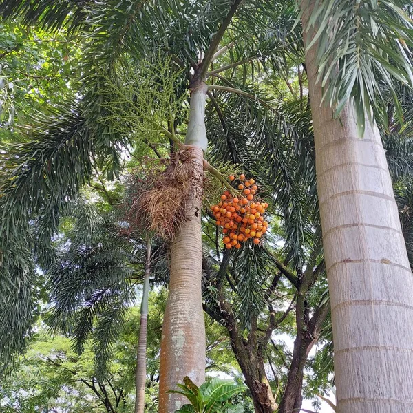 Palmenfrucht Blickt Direkt Von Unten — Stockfoto