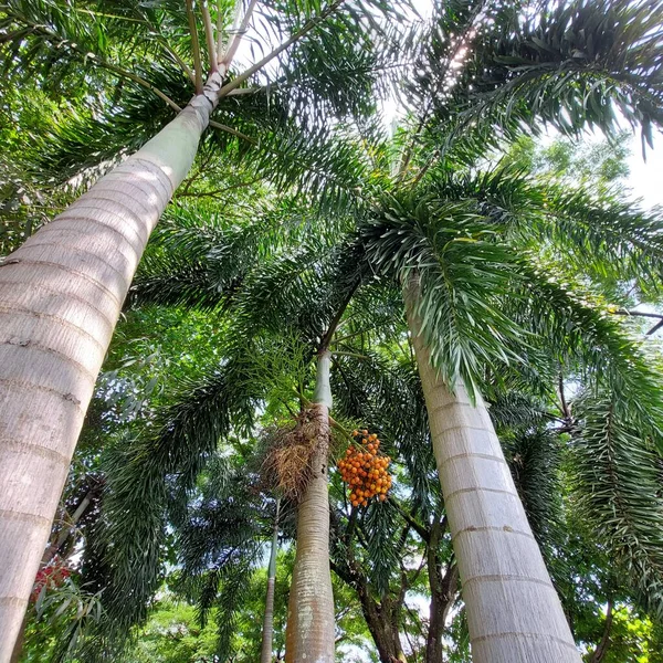 Bunga Dan Buah Buahan Dari Pohon Palem Terlihat Langsung Dari — Stok Foto