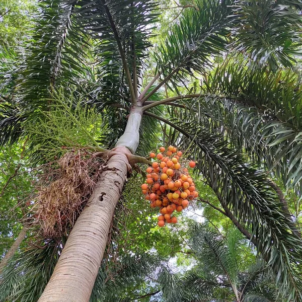 Blumen Und Früchte Der Palme Direkt Von Unten Gesehen — Stockfoto