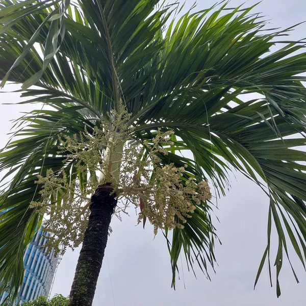 Bloemen Vruchten Van Palmboom Direct Van Onderen Gezien — Stockfoto