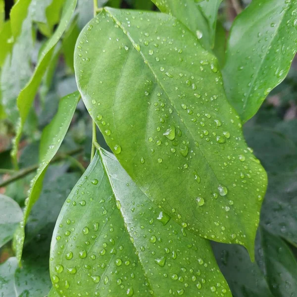 stock image green leaves exposed to rain