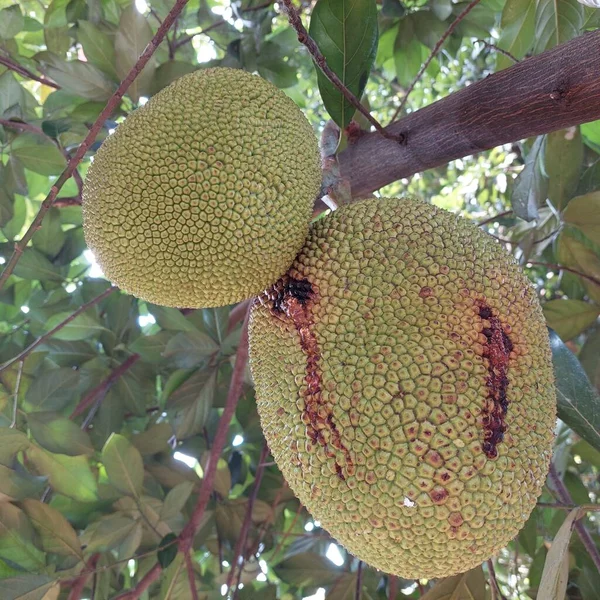 Ώριμα Φρούτα Jackfruit Έτοιμα Προς Συγκομιδή Και Κατανάλωση — Φωτογραφία Αρχείου