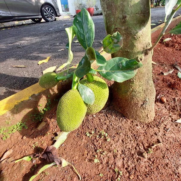 Jackfruchtbaum Dessen Frucht Auf Dem Wurzelstock Liegt Der Den Boden — Stockfoto