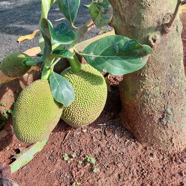 Jackfruit Δέντρο Του Οποίου Καρπός Είναι Στο Rootstock Οποίο Αγγίζει — Φωτογραφία Αρχείου