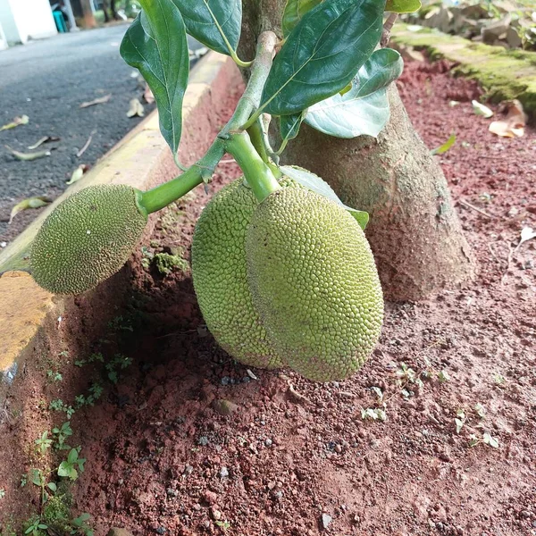 Jackfruit Δέντρο Του Οποίου Καρπός Είναι Στο Rootstock Οποίο Αγγίζει — Φωτογραφία Αρχείου