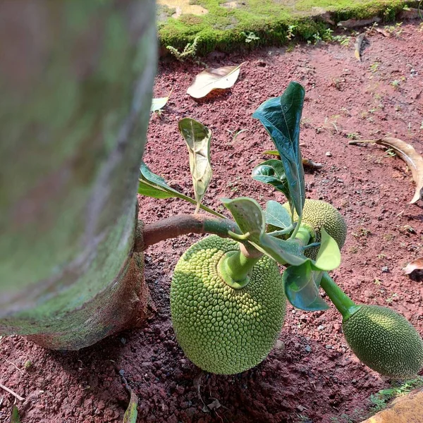 Jackfruchtbaum Dessen Frucht Auf Dem Wurzelstock Liegt Der Den Boden — Stockfoto