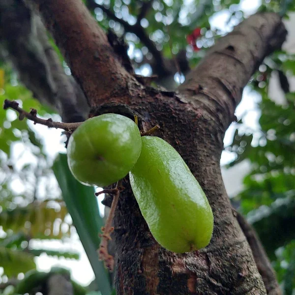 Averrhoa Bilimbi Type Star Fruit Which Beneficial Health Beauty — Stock Photo, Image