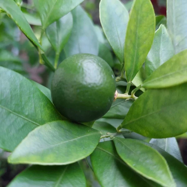 Unripe Lemons Green Color — Stock Photo, Image