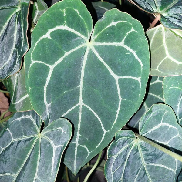 Anthurium Kristallinum, bahçedeki süs bitkisi.