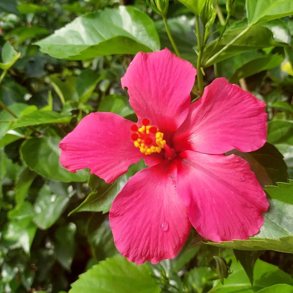 Рожеві Квіти Цвітуть Саду — стокове фото