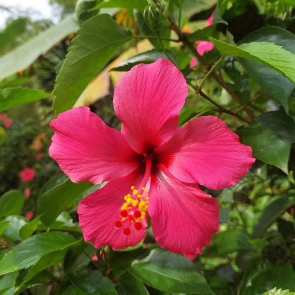 Rosa Blommor Som Blommar Trädgården — Stockfoto