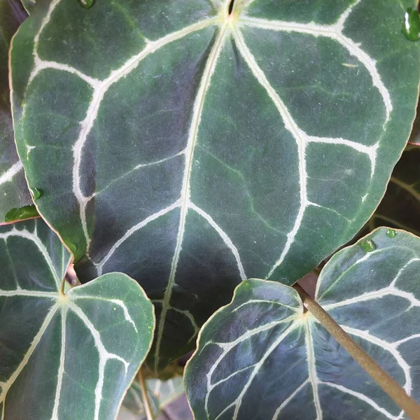 Anthurium Kristallinum, bahçedeki süs bitkisi.