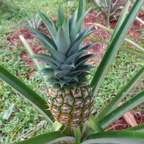 stock image Pineapple plants starting to grow fruit