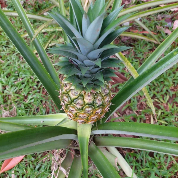 Ananas bitkileri meyve yetiştirmeye başlar.