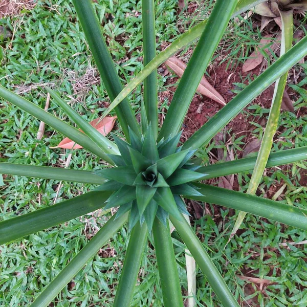 Ananas bitkileri meyve yetiştirmeye başlar.