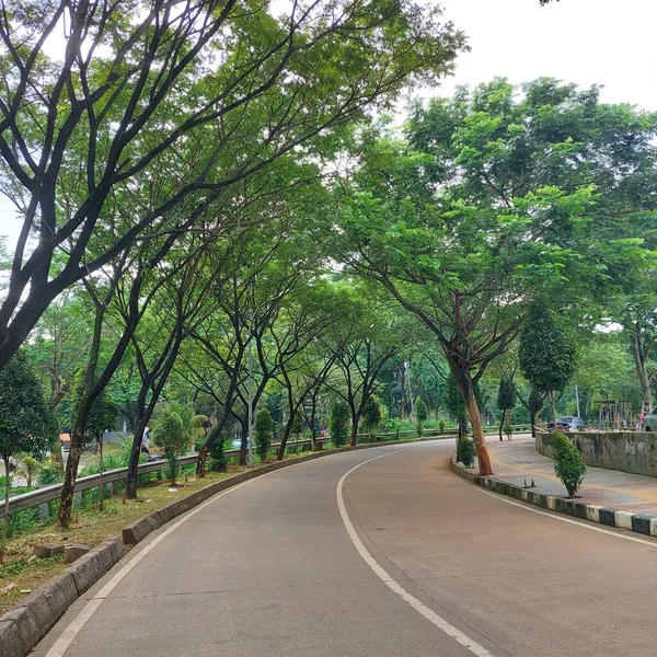 Jalan Kosong Dengan Pepohonan Lebat Sampingnya — Stok Foto