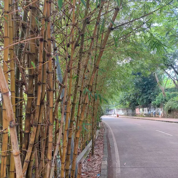 Gul Bambu Sidan Vägen — Stockfoto
