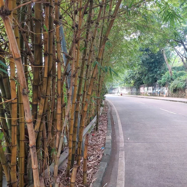 Gul Bambu Sidan Vägen — Stockfoto