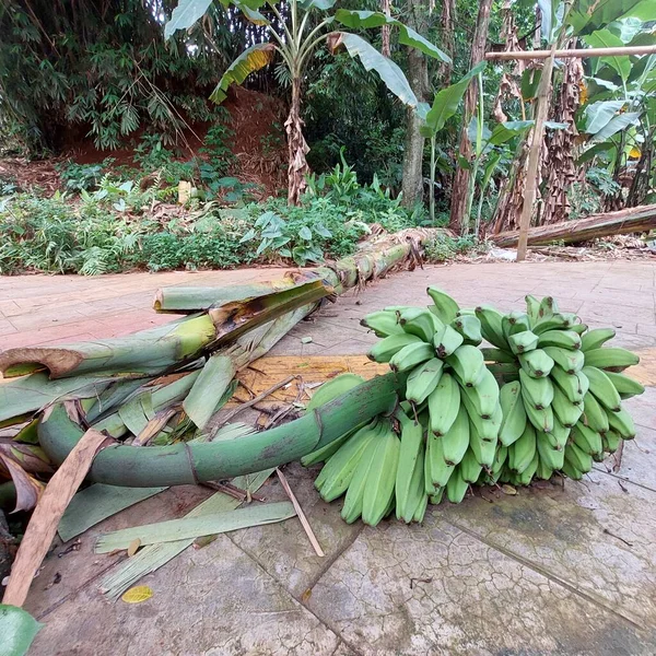 Plátano Caído Con Plátanos Inmaduros —  Fotos de Stock