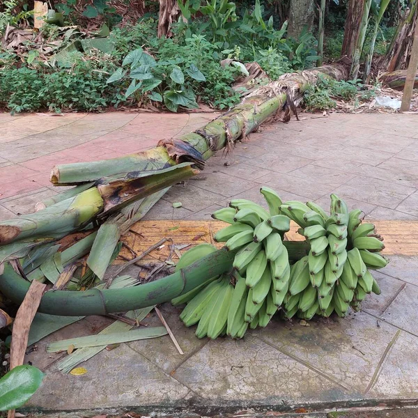 Albero Banane Caduto Con Banane Acide — Foto Stock