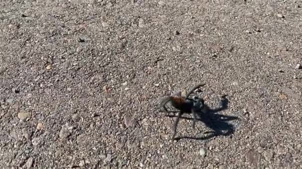 Tarantula Procházející Pěšině Kolem Přehrady Woodland Lake Městě Pinsee Lakeside — Stock video