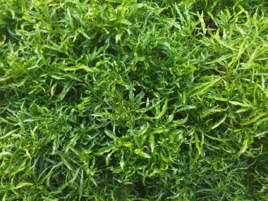 Yüksek açıdan çekilen taze bonsai yapraklarının soyut arkaplanı