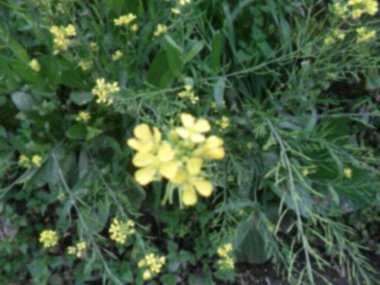 Sinapis Arvensis veya Vahşi Hardal çiçeklerinin bulanık arkaplanı