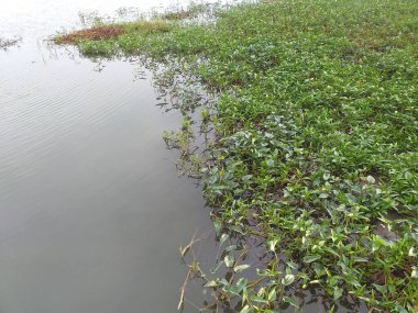 Yapay gölün bir yerinde su sümbülünün soyut bir resmi var. Sabah vuruldu..