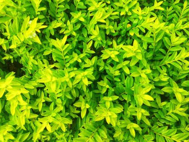 Yeşil yapraklı ve beyaz çiçekli Bush, doğa geçmişi için mükemmel, çevresel tasarımlar, botanik çizimler, ve bahar temalı projeler.