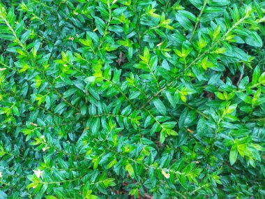 Küçük beyaz çiçekli yeşil çalı, doğa siteleri için mükemmel bahçe dergileri ve biraz sükunete ihtiyacı olan botanik tasarımlar..